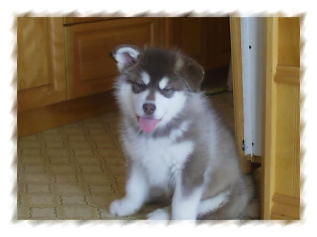 cute husky puppies wallpaper. cute Alaskan+husky+puppy+